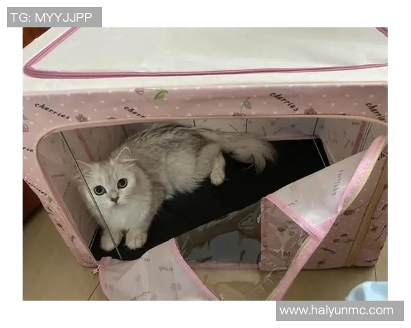 掌握踢足球的脚法技巧提升球技的全面指南与实用训练方法分享